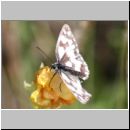 Melanargia galathea - Schachbrettfalter 01b Sandgrube Niedringhaussee.jpg